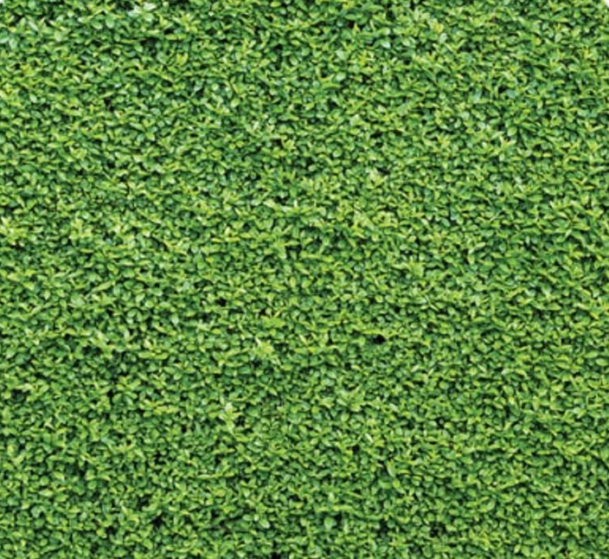 Boxwood photo booth backdrop